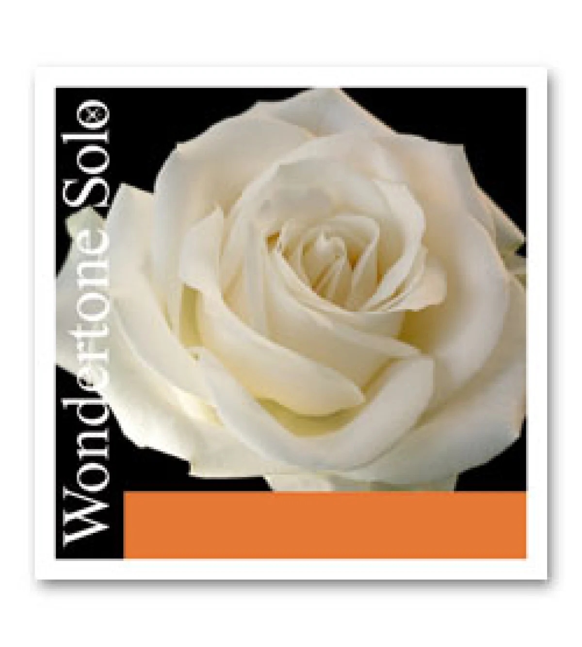 Cuerda SOL p. violín, Wondertone Solo